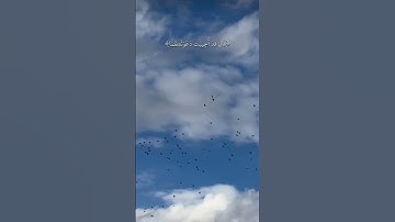 سوره يونس ايه 89 🎧 ارح مسمعك ❤️‍🩹 #اكسبلور #المصحف #لايك #الرحمن