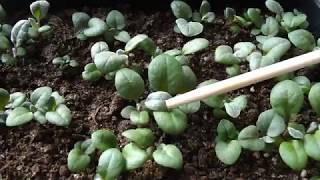 ЦИНЕРАРИЯ СЕРЕБРЯНАЯ. РАССАДЕ 1 МЕСЯЦ. СЕЗОН 2019.