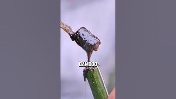 Hoe boomhars een van de belangrijkste uitvindingen werd🤯