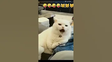 Cat Videos 2025 Like Comment Subscribe And Channel 