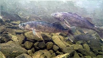 Underwater footage of walleye spawning in Haliburton, Ontario.
