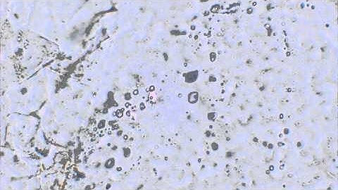 Fluid inclusions in quartz (2)