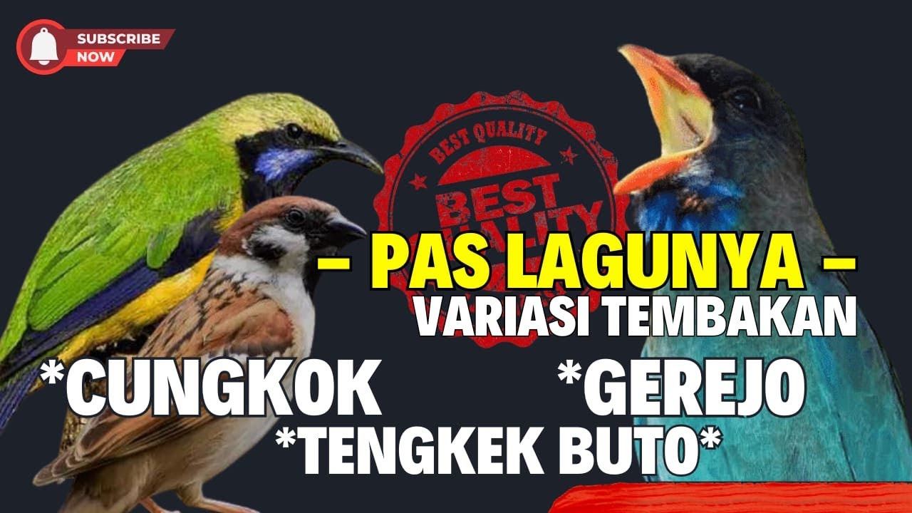 PAS VARIASI TEMBAKANNTA!!! MASTERAN KOMBINASI - GEREJA TARUNG - TENGKEK BUTO - CUNGKOK MENJERIT