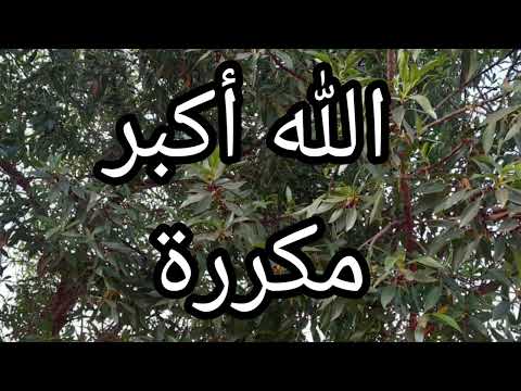 الله أكبر مكررة الله اكبر مكررة