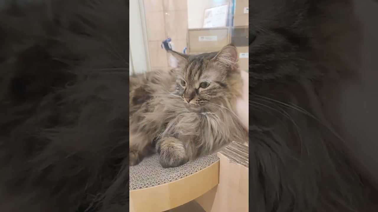 🌟 Lucky 77 is live at cat café 