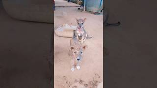 Hungry puppy #shortvideo
