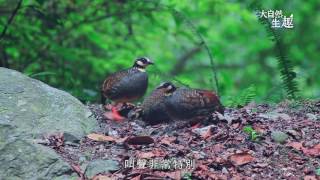 《大自然生趣》 EP28：臺灣千元大鈔代言人--雉科鳥類