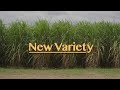 New Sugarcane Variety