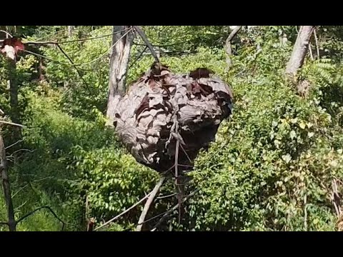 Turkey Vulture Close Encounter and then is this a Murder Hornet