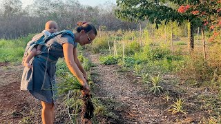 MAI AU JARDIN | Canicule, Plantations, Travaux & rallye maya ! Slow Life dans la campagne Mexicaine