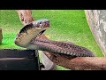 ヘビのお食事タイム🎄SP (キングコブラ)