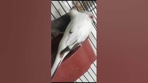 pied Dove Breeder tips HAmza birds update #shortvideo #hamzabirds #pieddove#birds