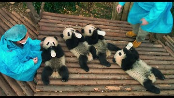 PANDAS - Mission :30 (Now Playing)