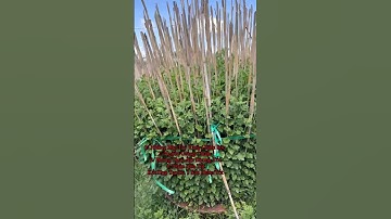 Hoa Cúc Đại Đóa Tết 2025 Khánh Hòa TAM SƯ Những Bàn Tay Vàng Chăm Sóc Tạo Ra Chậu Hoa Đều Hình Bộ