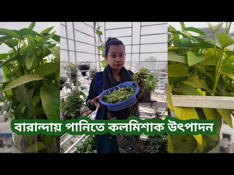 বারান্দায় পানিতেই উৎপাদন করুন কলমিশাক ||How to Grow Water Spinach || মাটি ছাড়া পানিতে কলমিশাক চাষ