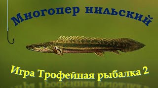 Многопер нильский 2366 кг игра Трофейная рыбалка 2 река Нил локация Водопой