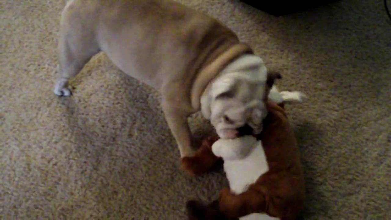 ikea bulldog toy