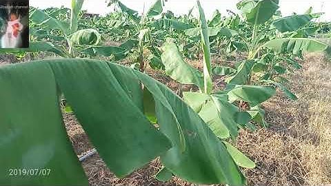 Cách trồng chuối thu đúng vào dịp tết âm lịch | Cách trồng và chăm sóc cây chuối