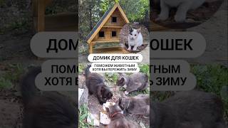 Как котикам и собаке пережить зиму? #приют #shelter #cat #dog