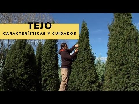 Video: Baya De Tejo (49 Fotos): Descripción Del Tejo 