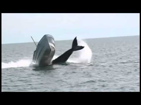 Killer Whale Sink A Mexican Fishing Boat 2014 Crazy