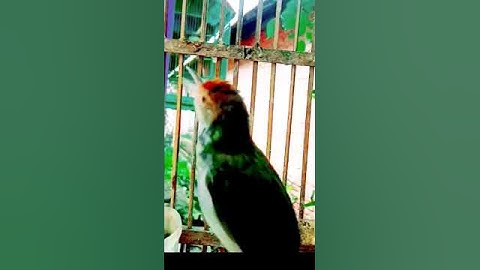 masteran prenjak lumut tembakan pedas#prenjaklumutgacor #prenjakmerah #shorts