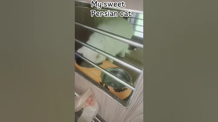 Watch the video about My Royal Persian Cat 👑 | Double-Coat White Beauty & Her Antique Dream Home#ali360#shorts