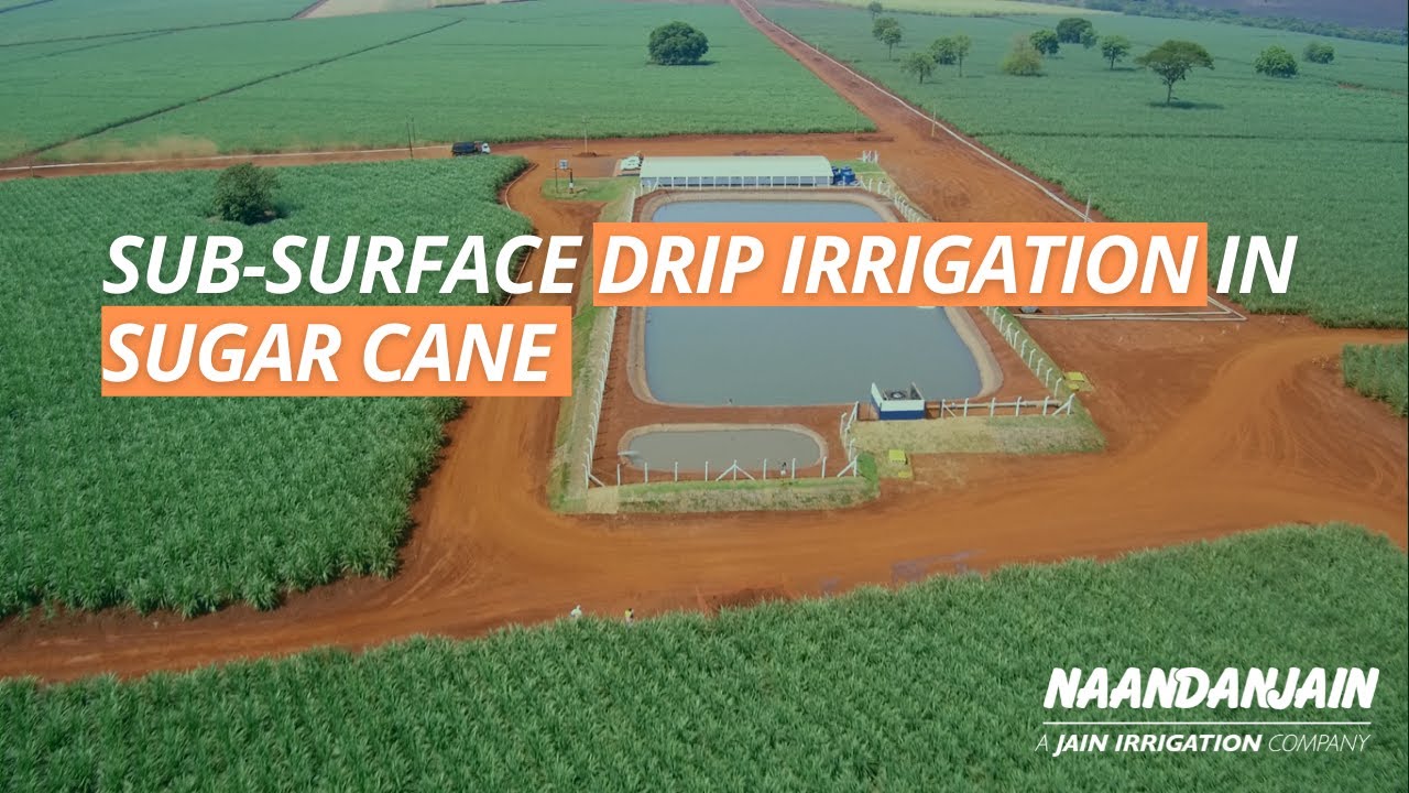 Success Story - Sub-surface Drip Irrigation in Sugar Cane
