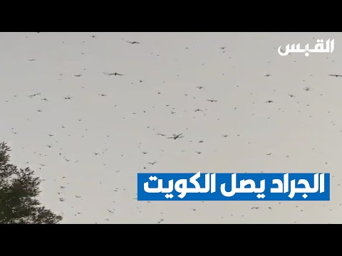 أسراب جراد تنتشر في مناطق بالبلاد