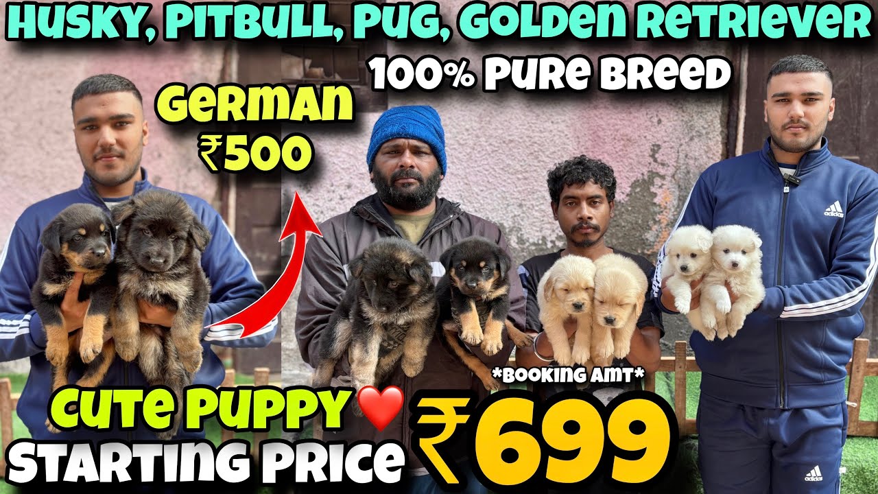 Cheapest Dogs Market In Delhi NCR | German Shepherd, Husky, Pitbull | Dog in 999* | Sky Pet Shop