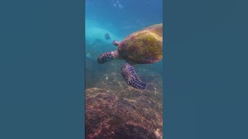 Thumbnail of Turtle swimming in the shallows #uae #fujairah #scubadiving