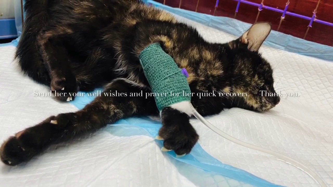Earmites in cats - YouTube