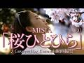MISIA「桜ひとひら(♭3)」♪Covered by Kazumi 動画編集 作詞:MISIA 作曲:her0ism・SHIROSE from WHITE JA