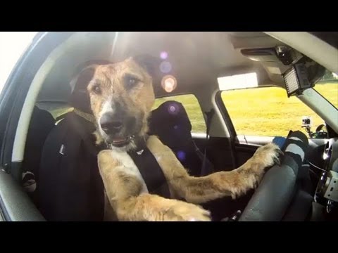 Auto-Führerschein für Tierheim-Hund Porter 