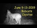 6-9-13-2019 Raccoon Coyote Bobcat