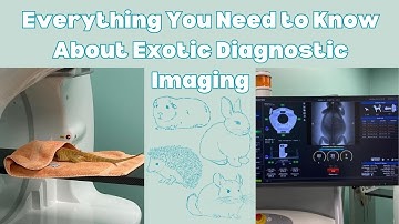 Everything You Need to Know About Exotic Diagnostic Imaging