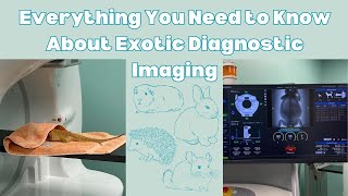 Everything You Need to Know About Exotic Diagnostic Imaging