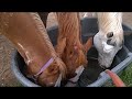 3 Thirsty Horses
