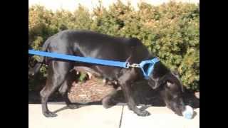 Sweetie-Available At The Humane Society Of Missouri