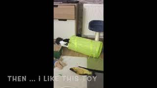 Happy Kitten enjoying the tunnel toy ( 9 weeks old) by The Kitten ًWorld 43 views 4 years ago 4 minutes