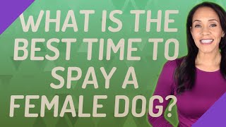 What is the best time to spay a female dog?