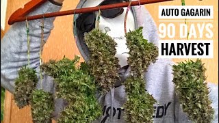 Auto Gagarin 90 days ! HARVEST 💚✅ Выращивание Марихуаны, конопли , стелс ГРОУБОКС !