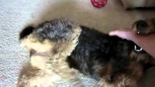 Airedale Terrier Lady Modesty - Bicycle