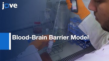 Blood-Brain Barrier Model to Study Pathogens or Medicines Crossings | Protocol Preview