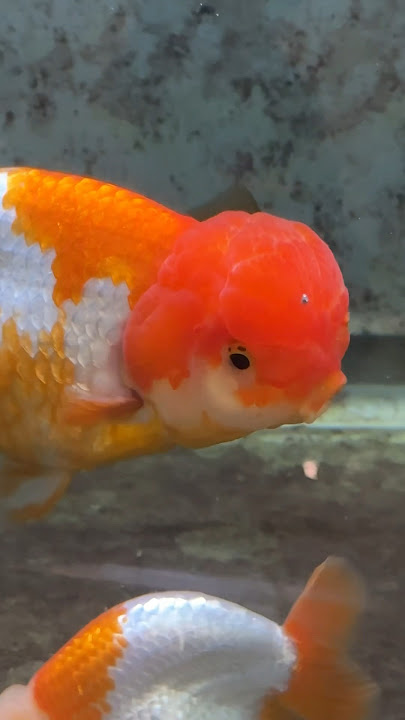 The BEST beginner goldfish