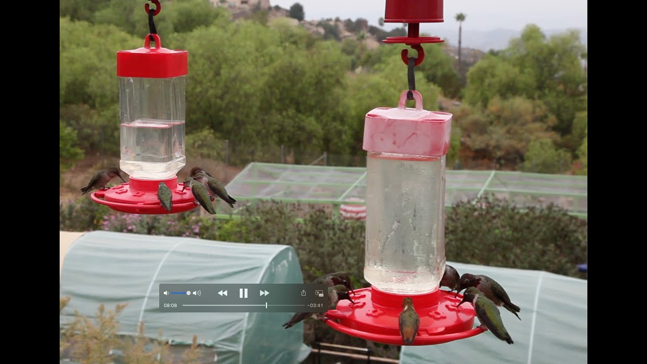 First Nature hummingbird feeders hummingbird southern California migration 2020 YouTube