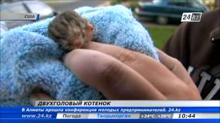 В США родился котенок с двумя мордочками В США родился котенок с двумя мордочками