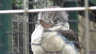 アオバネワライカワセミの微笑　Cute blue-winged kookaburra　【かみね動物園】