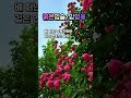 #붉은입술   #임영웅  #트롯트인기가요  전통가요  #쇼츠