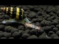 キラースネールの捕食 肉食　水槽のスネール駆除　効果　エビ　餌 Assassin Snails
